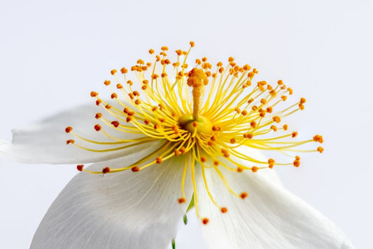 How to Use Macro Mode to Take the Best Close-Up Photos - Print Peppermint