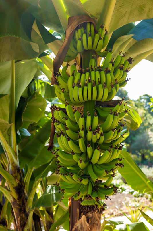 The Market of Banana Paper Worldwide - Print Peppermint