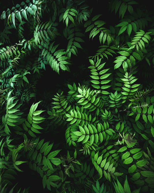 Tips Every Photographer Needs to Know About Using Natural Light - Print Peppermint